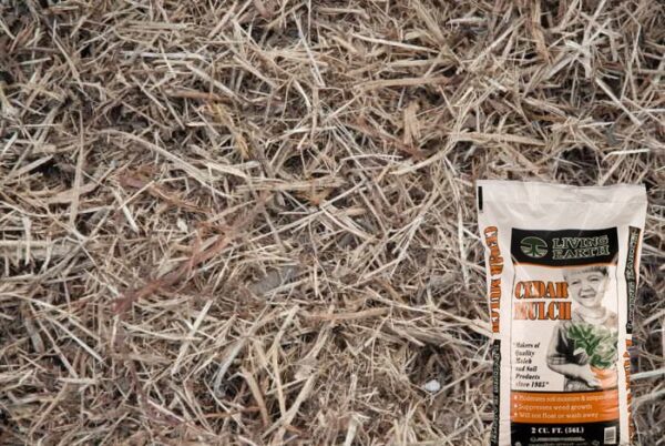 Cedar Mulch